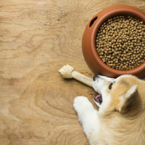 3 best dog foods for sensitive stomach