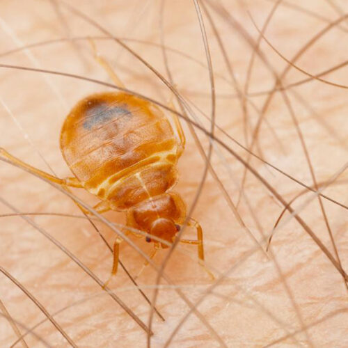 Five tips to keep your home free of bed bugs