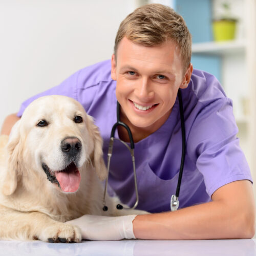 Keep Your Furry Friends Covered With Pet Insurance