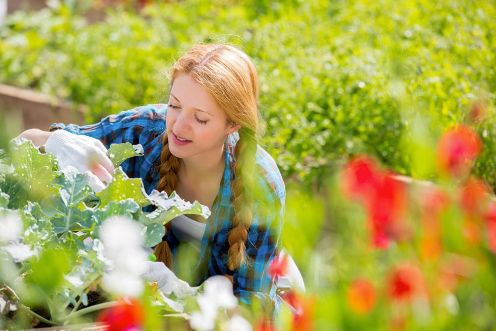 Horticulture: The therapeutic effects of plants