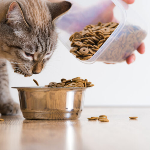 Healthy And Appetizing Cat Foods