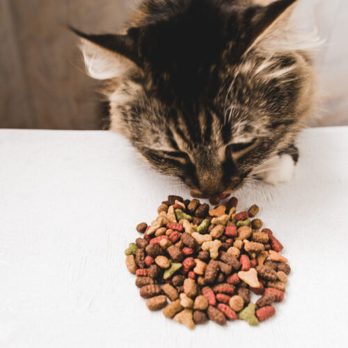 Improving Health Conditions Of Cats With Dry Foods