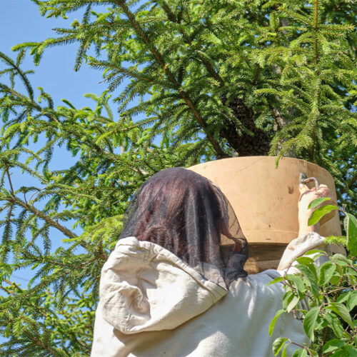 Things to Know about Bee Nest Removal