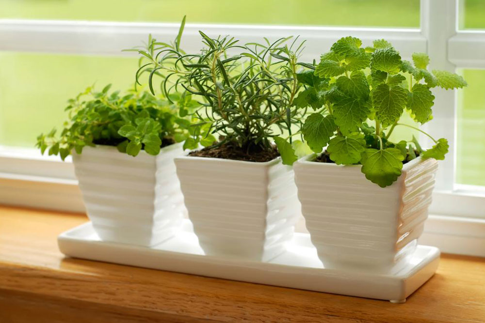 Think indoor gardening when outdoor isn&#8217;t possible