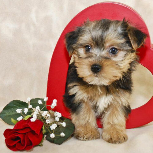 Tips to bring up a Morkie puppy