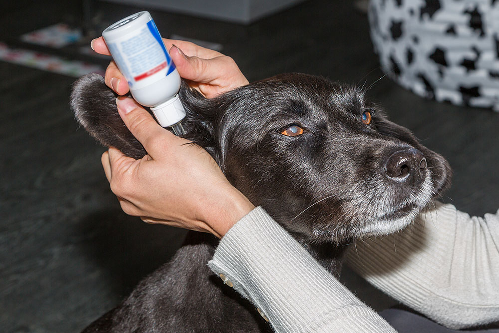 7 Things to Consider While Buying Pet Meds Online