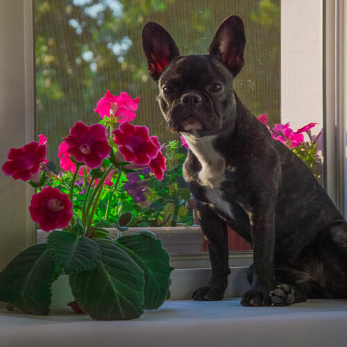 7 poisonous houseplants to keep away from dogs