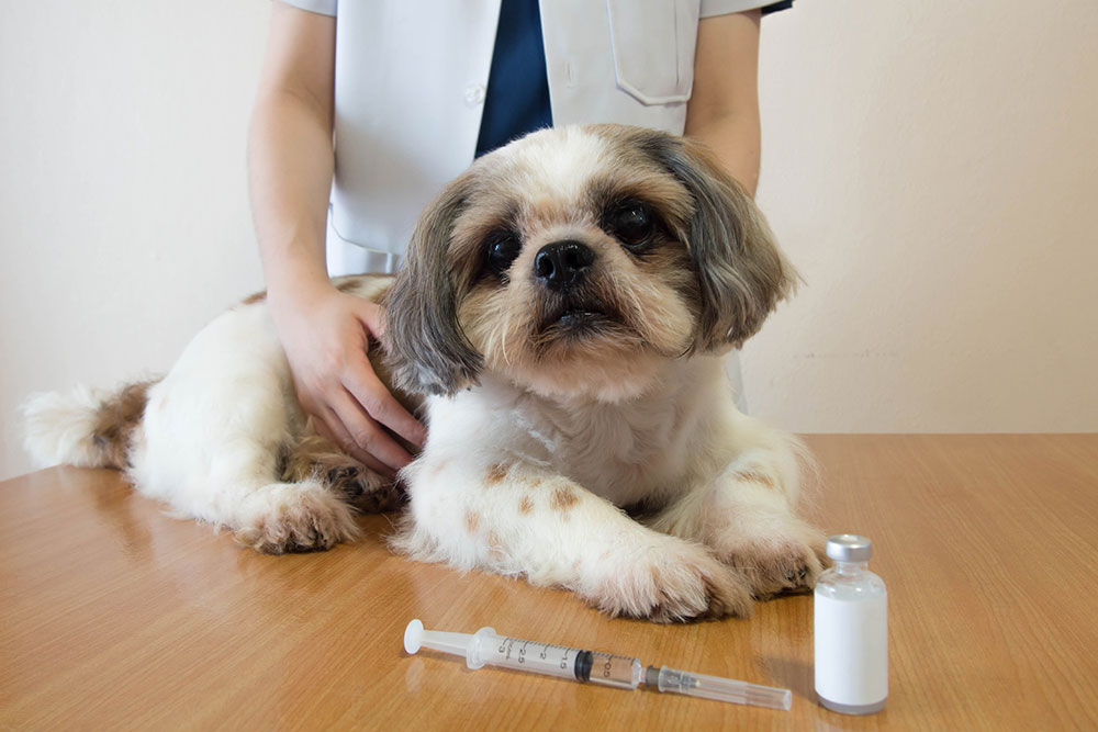 4 Ways to Save Big on Pet Medication