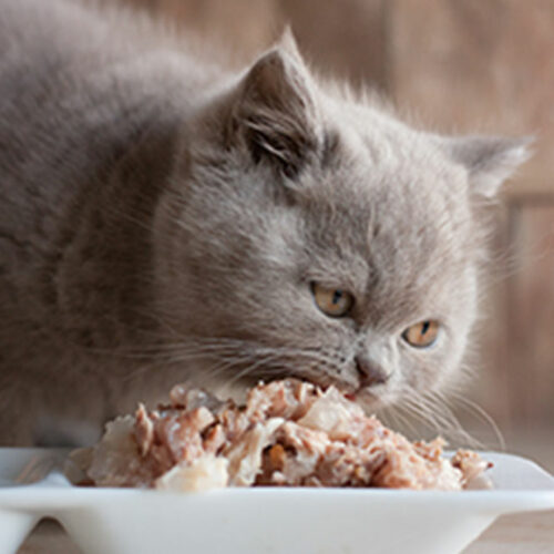 4 factors to remember while buying cat food