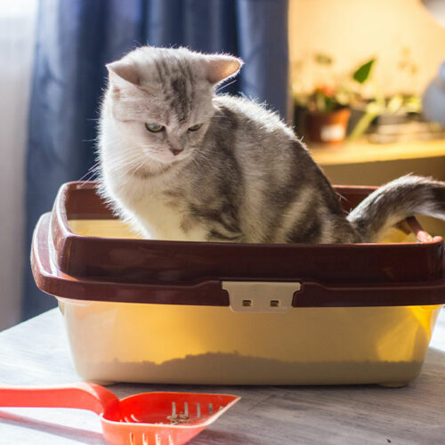 4 ways to reintroduce cats to the litter box