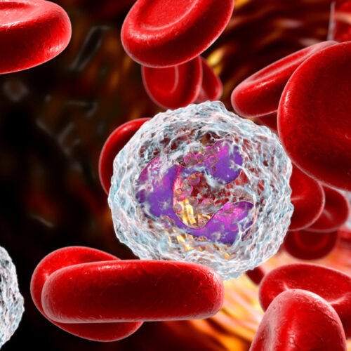 All About Neutrophils In The Human Body