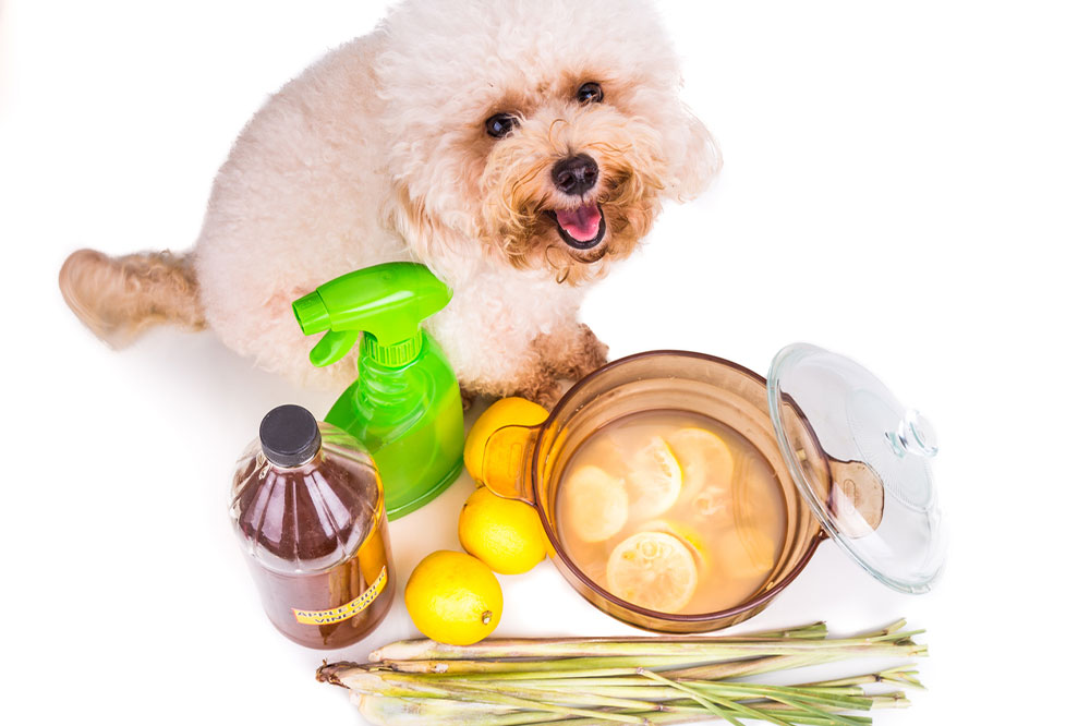 DIY vinegar and baking soda sprays to get rid of fleas on pets