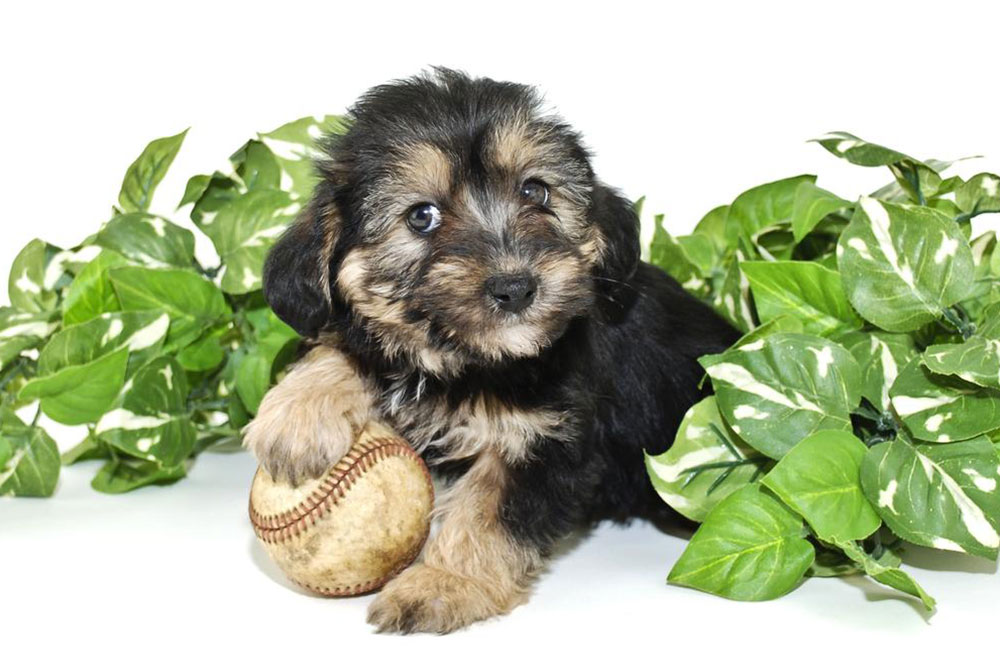 Facts you didn’t know about Morkie puppies