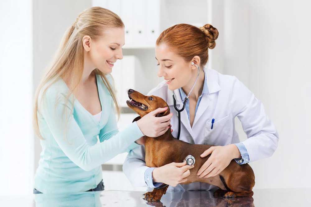 How to choose pet insurance