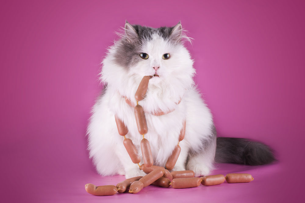 Popular treats and dietary options for cats