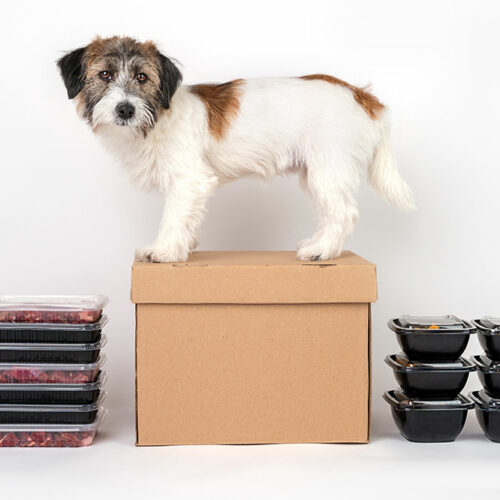 Top 3 subscription boxes for puppies