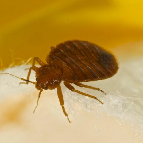 The Most Common Signs Of Bed Bugs