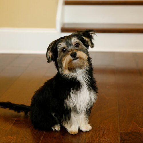 10 Things to be Aware of While Buying a Morkie