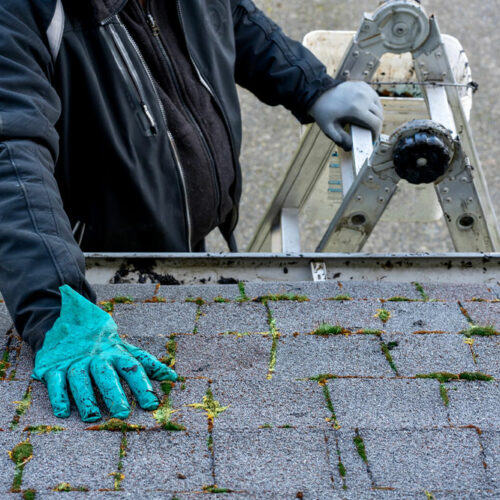 Easy DIY Roof Moss Killers to Try Today