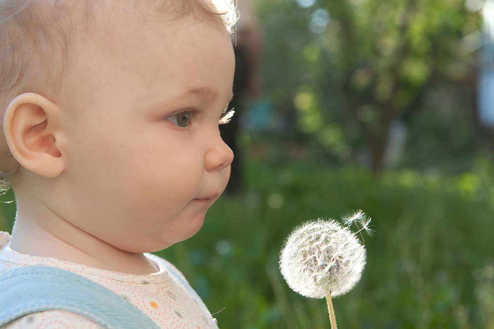 9 Ways to Get Rid of Dandelions Quickly