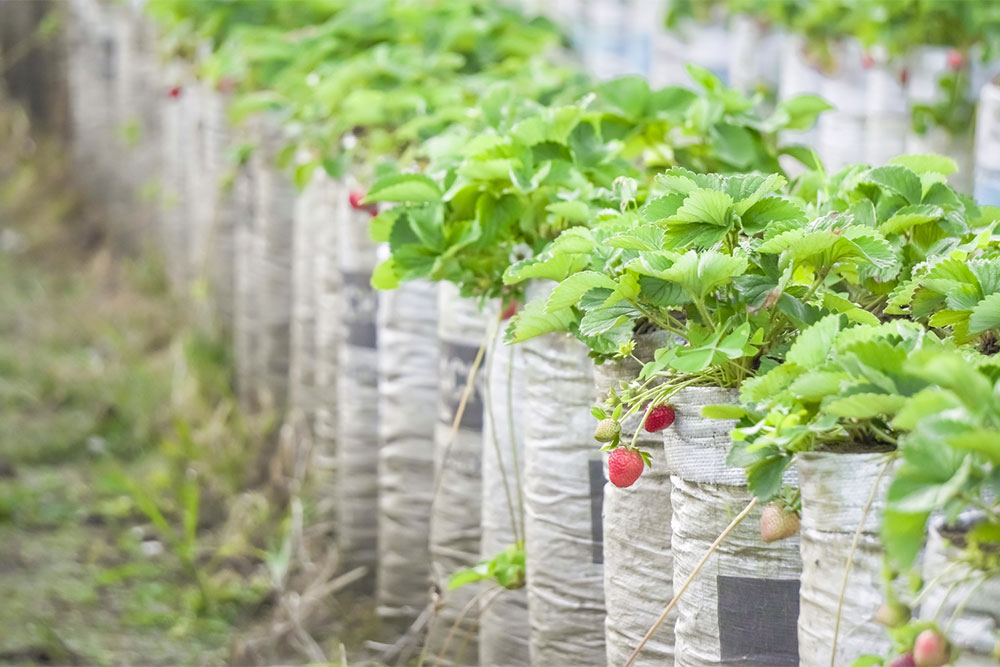 Key Things to Know When Fertilizing Strawberry Plants